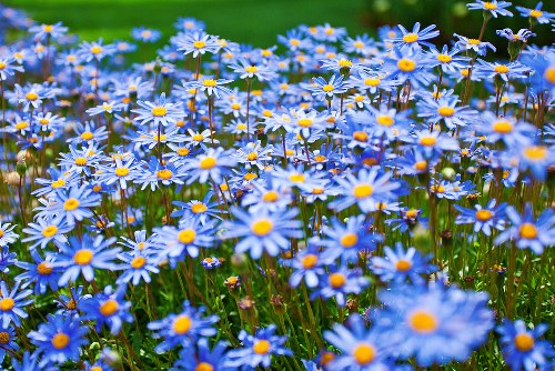 A vibrant bouquet of assorted fresh flowers