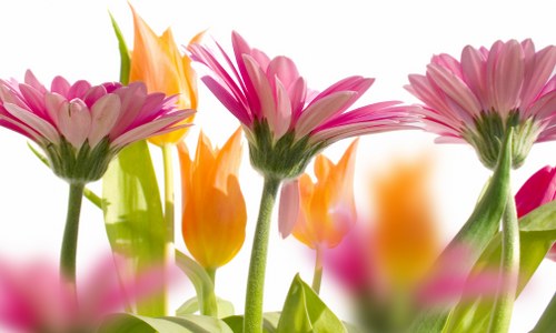 Colorful seasonal flowers on display