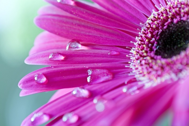 How Incorporating Flowers Into Your Routine Can Improve Your Quality of Life