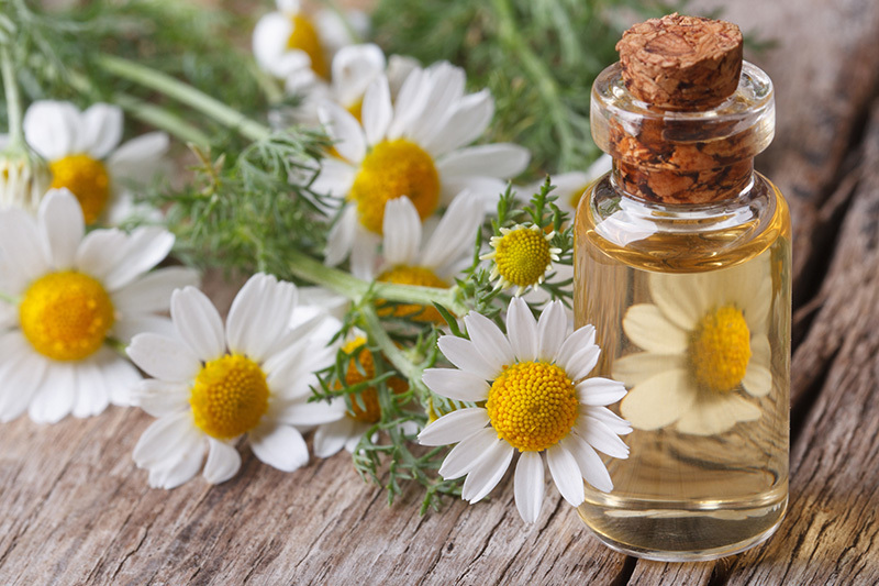 Your Birth Month's Signature Flower and Its Special Message